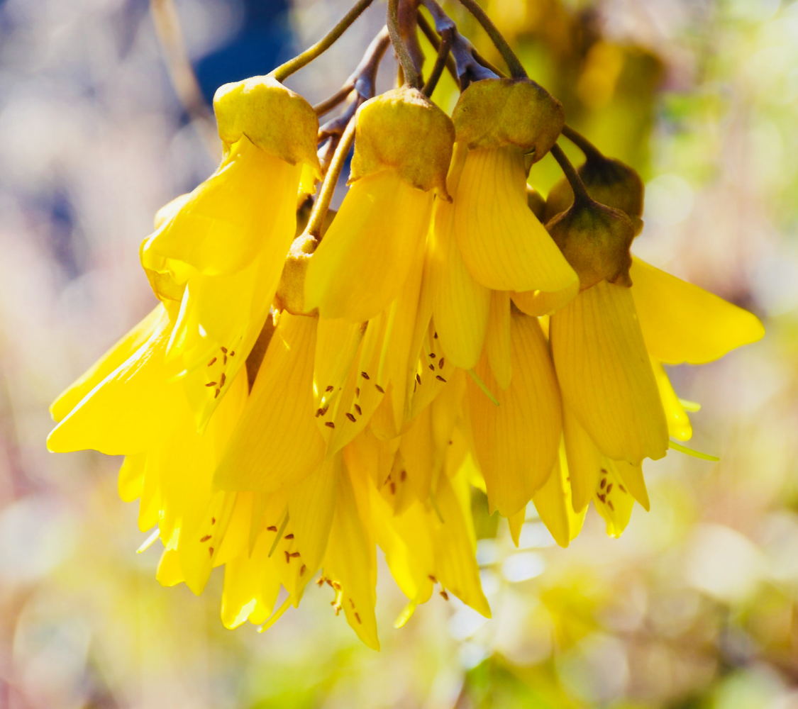 NFPs kowhai